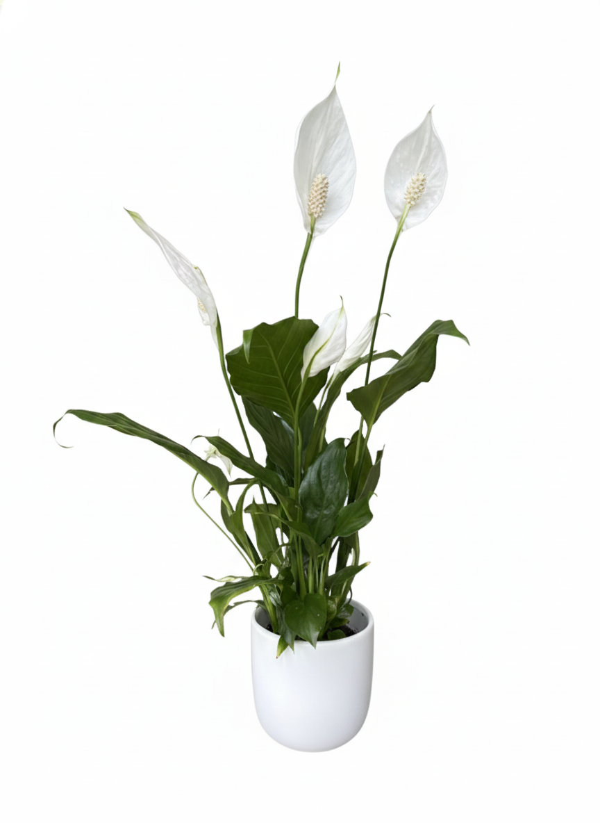 Peace Lily - Ceramic Pot