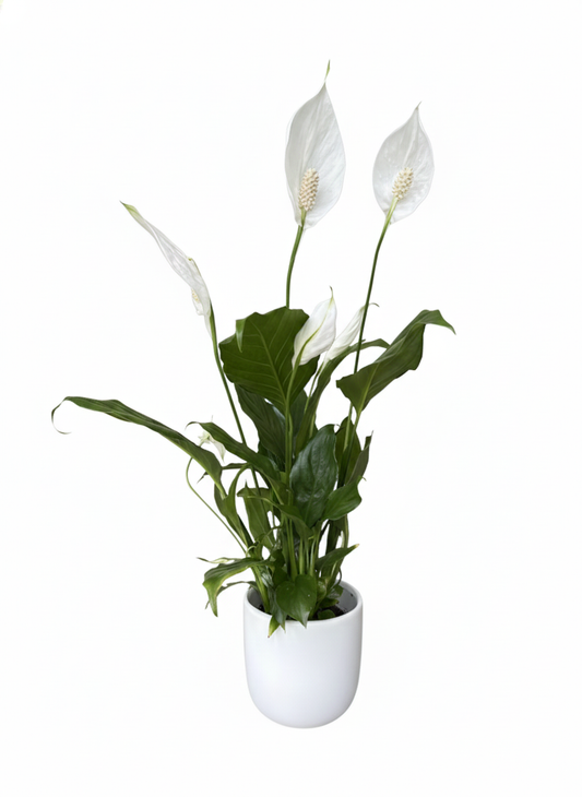 Lush green Peace Lily indoor plant in a modern white ceramic pot, available for delivery in South Auckland.