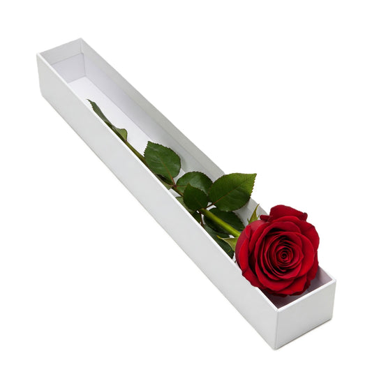 Elegant single premium red rose gift in premium box, available for delivery in South Auckland by local growers.