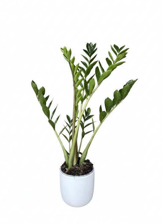 Stylish ZZ plant with waxy green leaves in a modern ceramic pot, perfect for home or office delivery in Auckland.